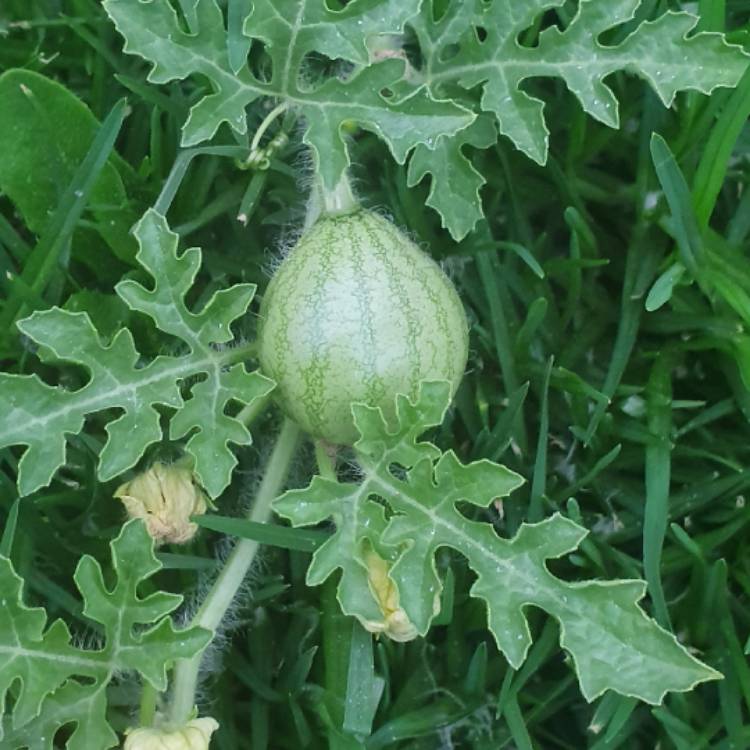 plant image 1442815