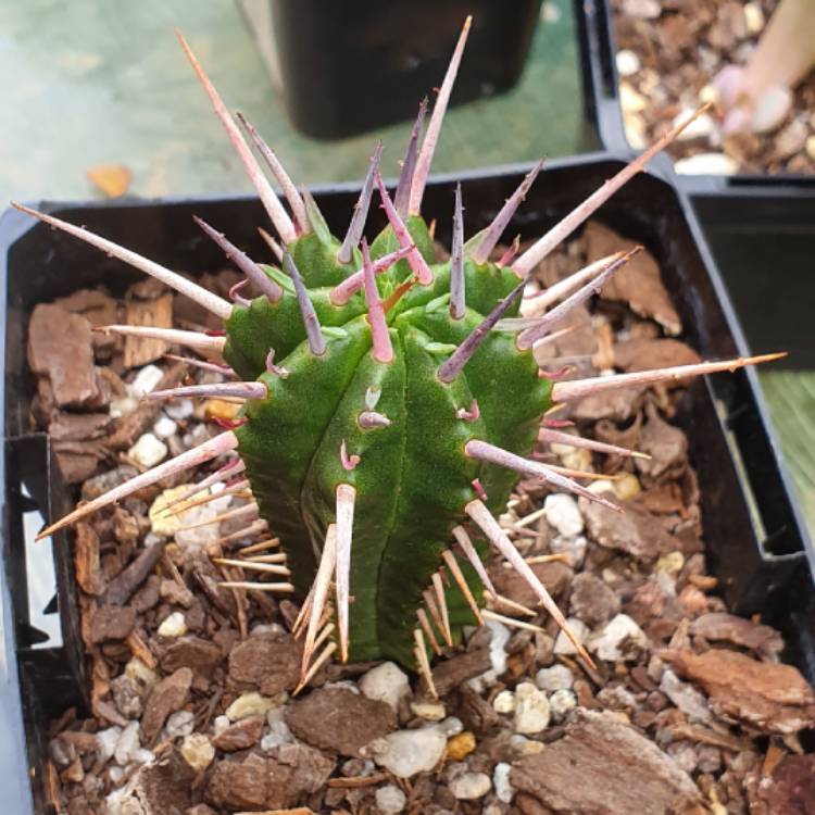 plant image 1443933 plant image 1443933