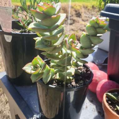 Crassula perforata 'String of Buttons'