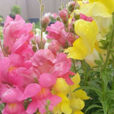Antirrhinum