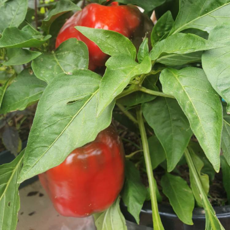 plant image 1445398