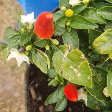 Capsicum annuum