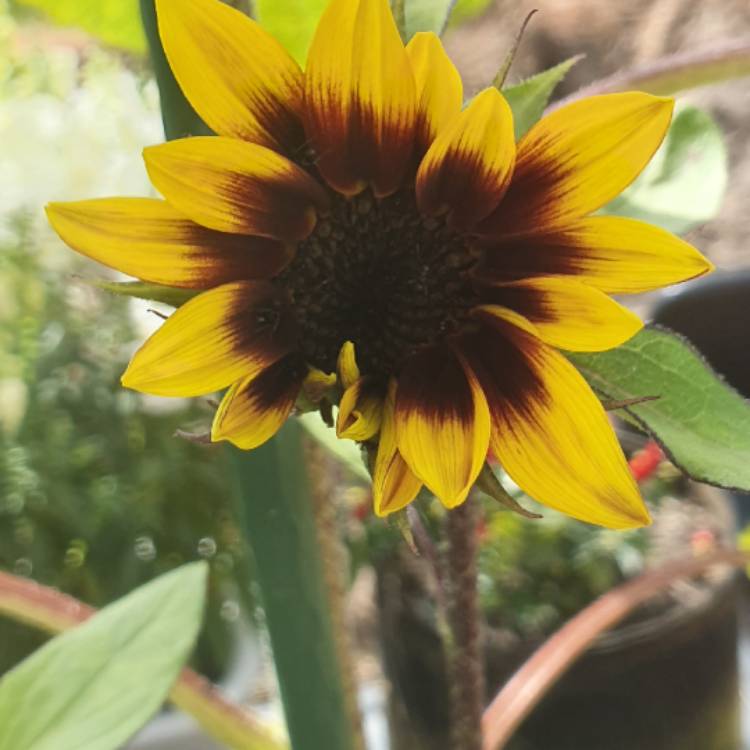plant image 1447584 plant image 1447584