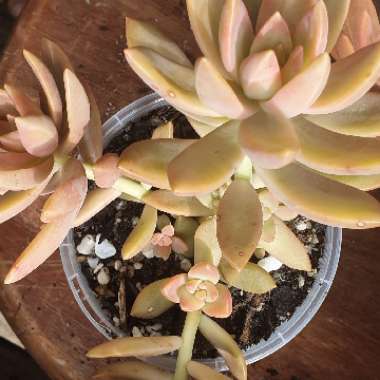Sedum 'Pat's Pink' syn. Sedeveria 'Pat's Pink', Sedum 'Pam's Pink'