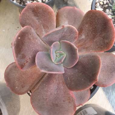 Echeveria Blue Metal