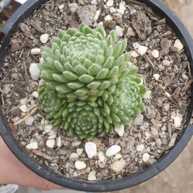 Sempervivum
