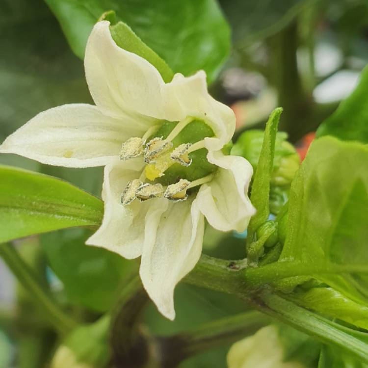 plant image 1450352