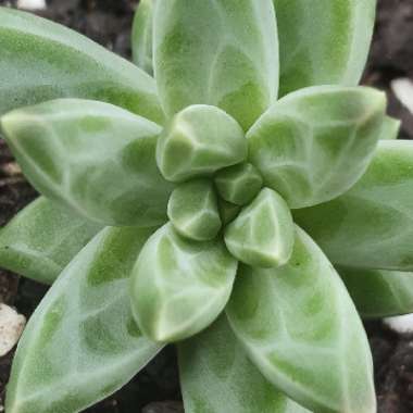 Pachyphytum Chiseled Stones