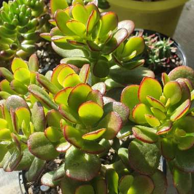 Crassula ovata 'Compacta'