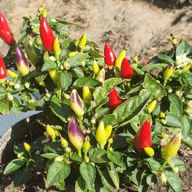 Capsicum annuum