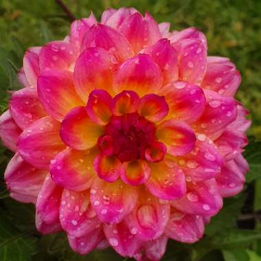Dahlia 'Dahlinova Hypnotica Bronze Bicolor' (Dahlinova Hypnotica Series)