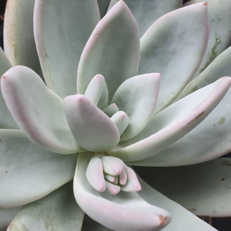 plant image 1454256