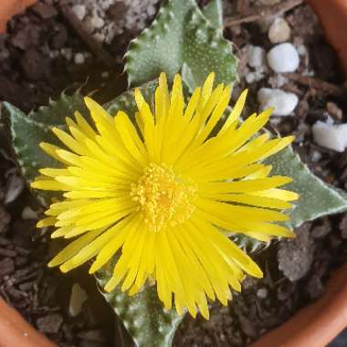 Faucaria tigrina