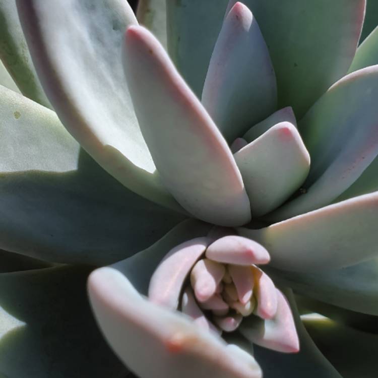 plant image 1456614