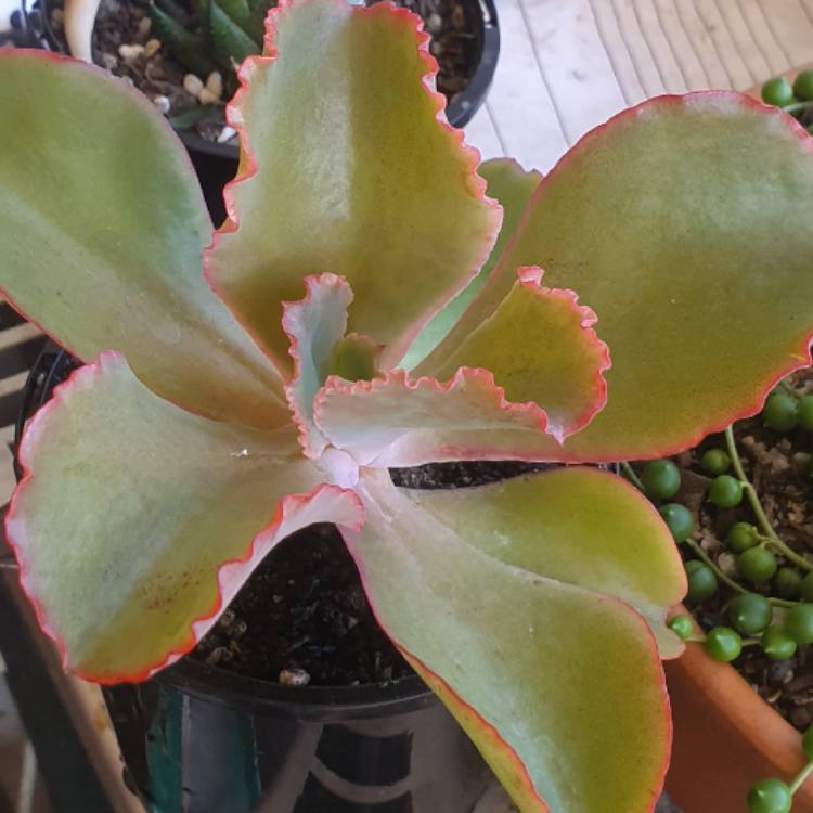 plant image 1457472