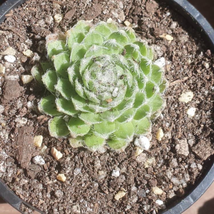 Plant image Sempervivum Ashes of Roses