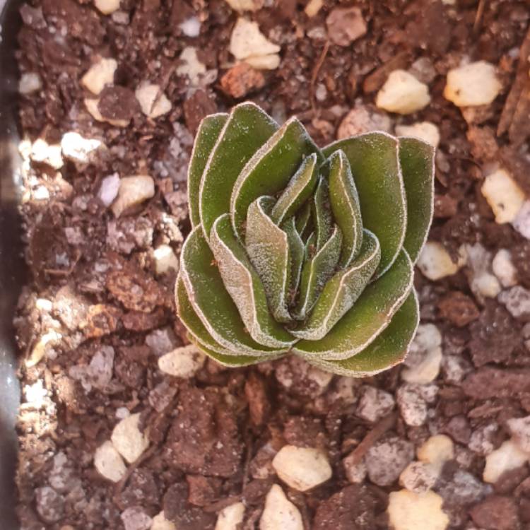 plant image 1458409 plant image 1458409