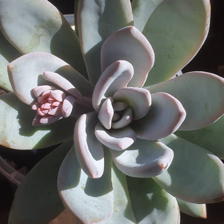 plant image 1458464