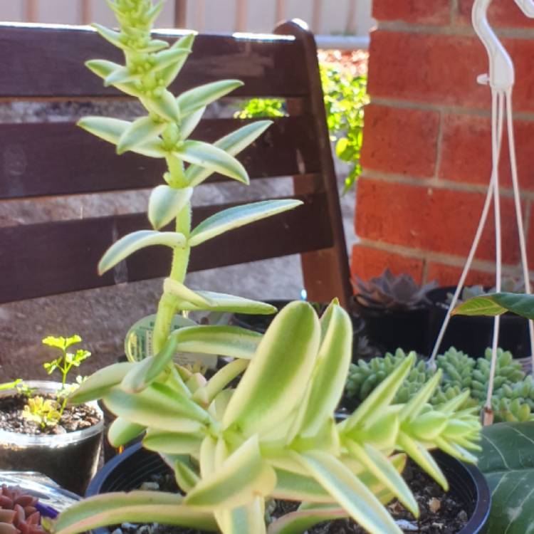 plant image 1458469