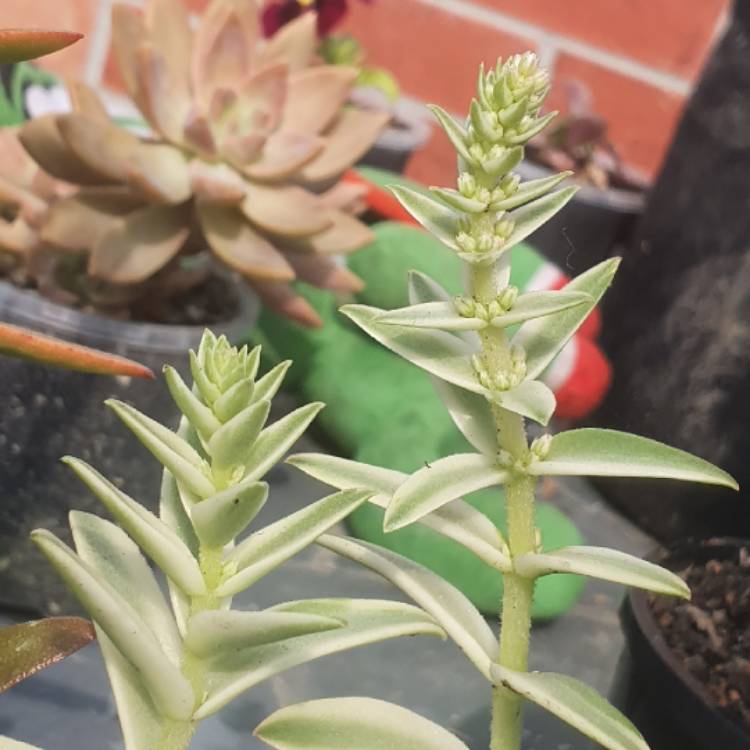 plant image 1460300