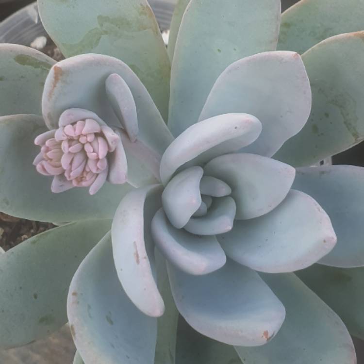 plant image 1460306