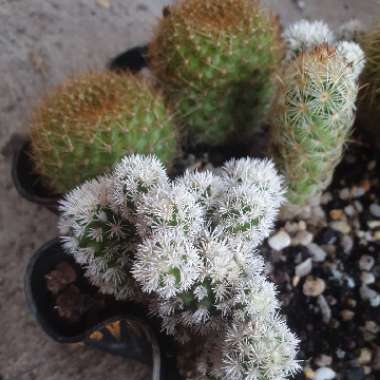 Mammillaria Vetula ssp. Gracillis