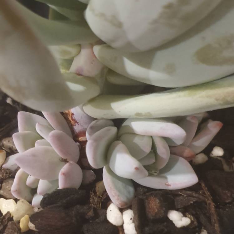 plant image 1463405