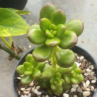 Sedum Lucidum Obesum