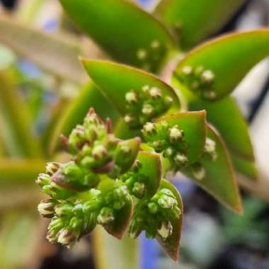 Crassula capitella 'Campfire'