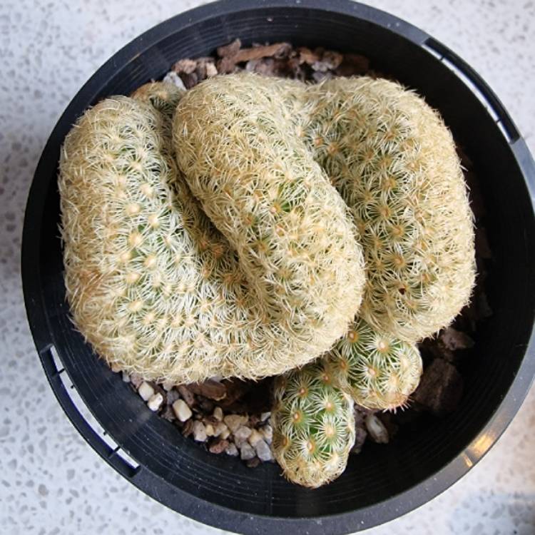 plant image 1464965
