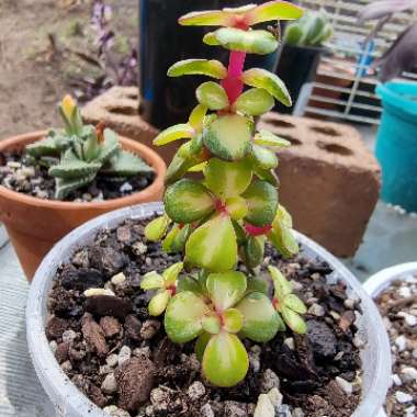 Portulacaria Afra 'Medio-picta'