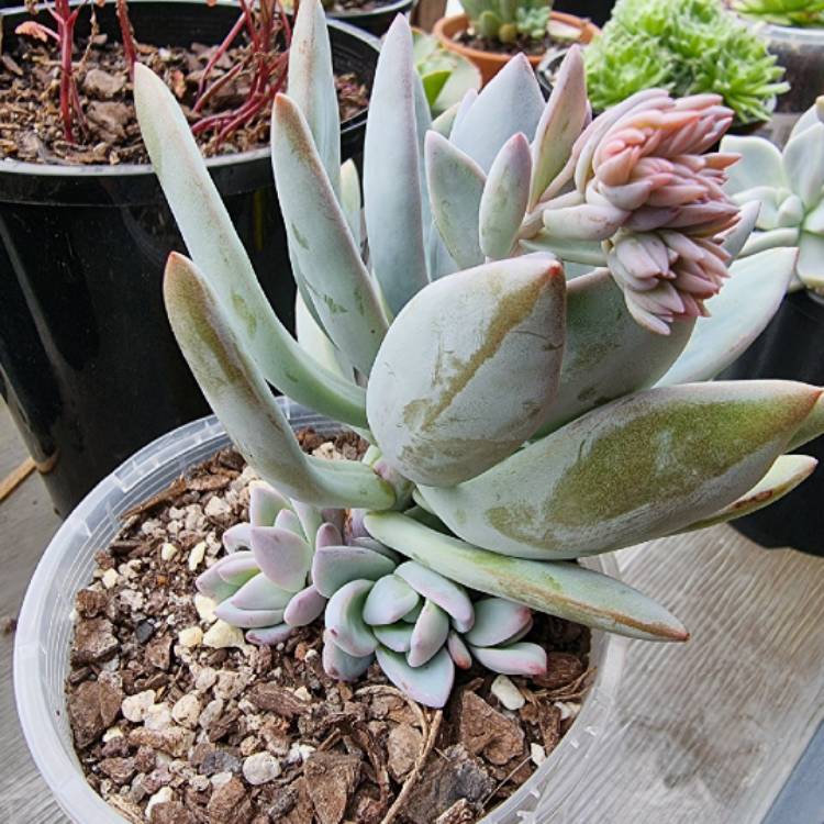 plant image 1466730