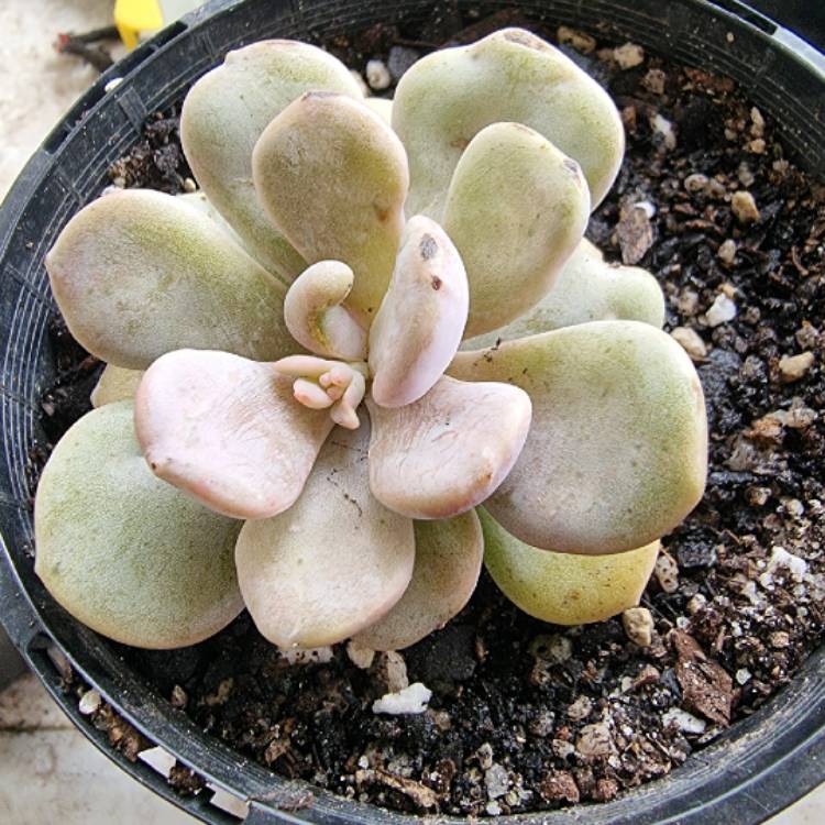 plant image 1467834 plant image 1467834