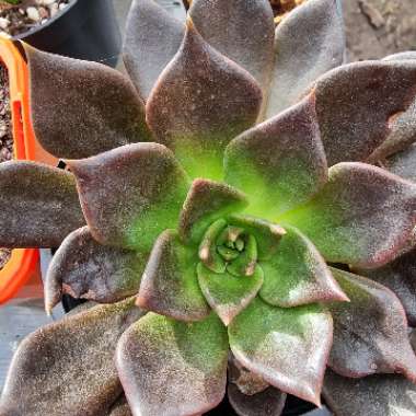 Echeveria Black Prince