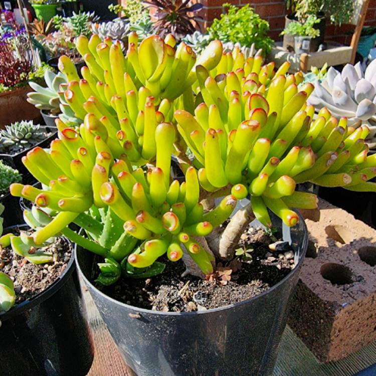 plant image 1470857 plant image 1470857