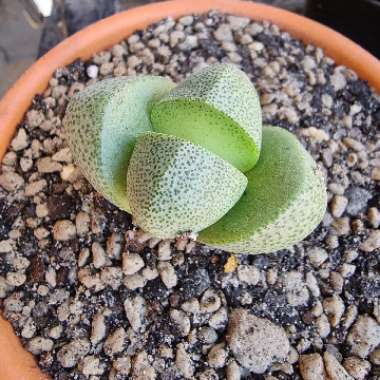 Pleiospilos nelii