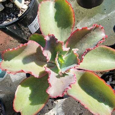 Echeveria Dick's Pink