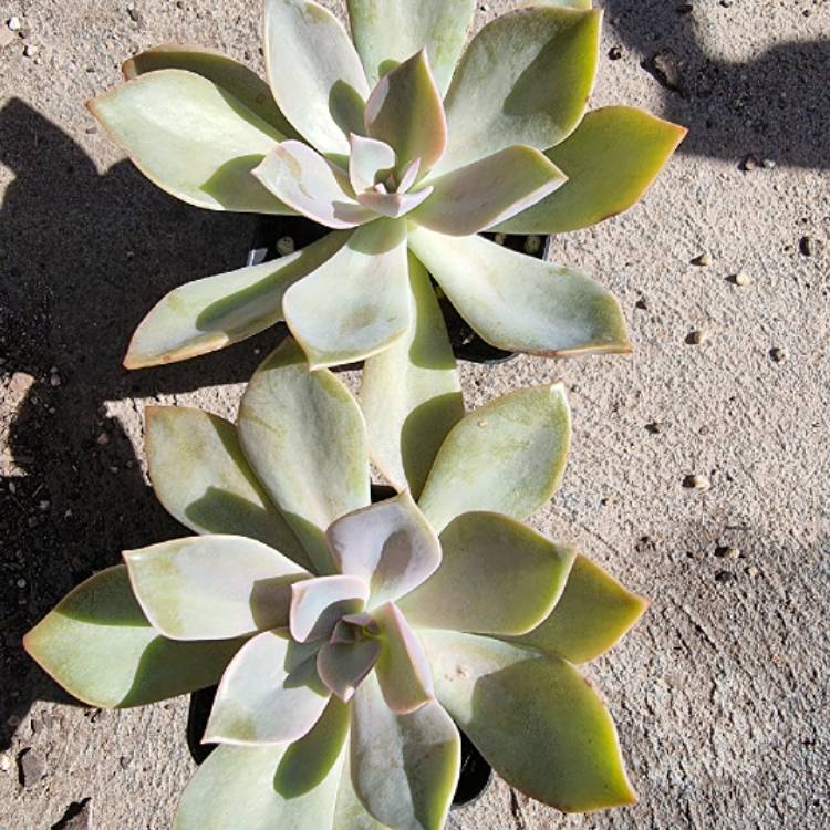 plant image 1472236 plant image 1472236