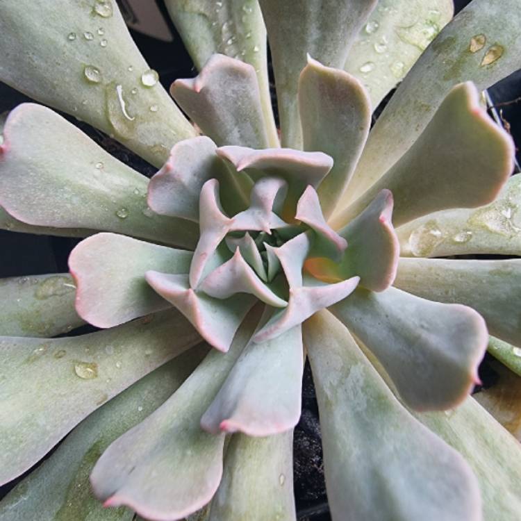 plant image 1473424