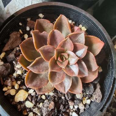 Echeveria Melaco