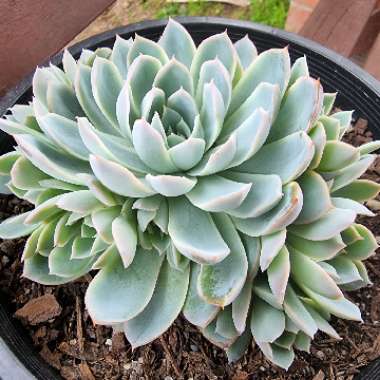 Echeveria Violet Queen