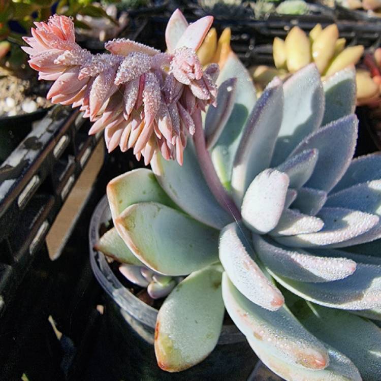 plant image 1475182