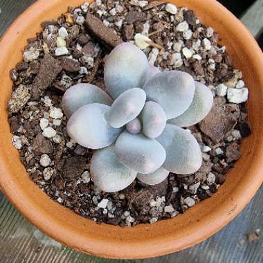Echeveria Orange Monroe x Graptopetulum Amethystinum