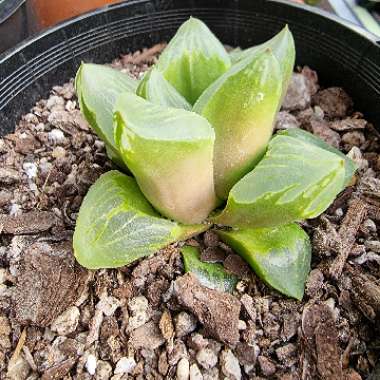 Haworthia Retusa 'Ice City'