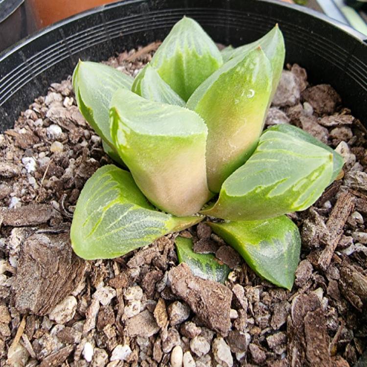 plant image 1476020 plant image 1476020