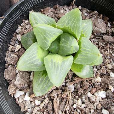 Haworthia Retusa 'Ice City'