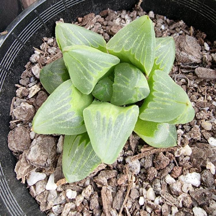 plant image 1476021 plant image 1476021