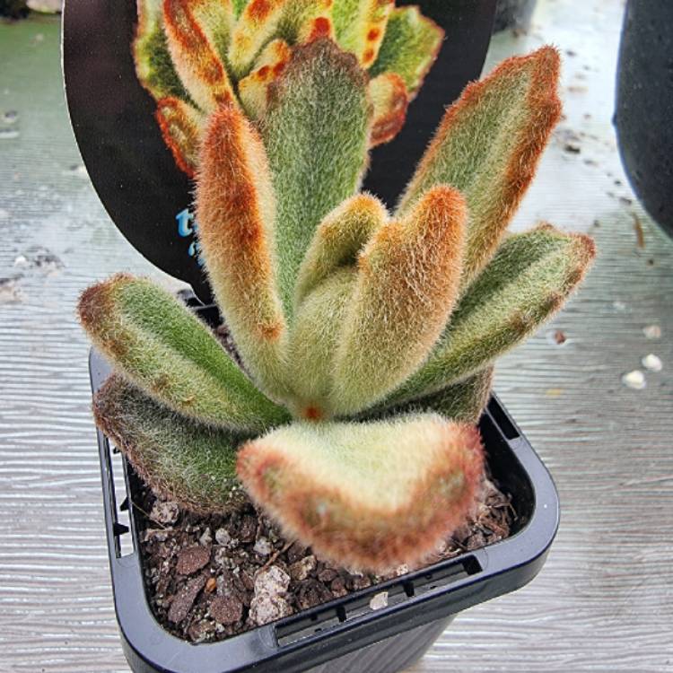 plant image 1477032