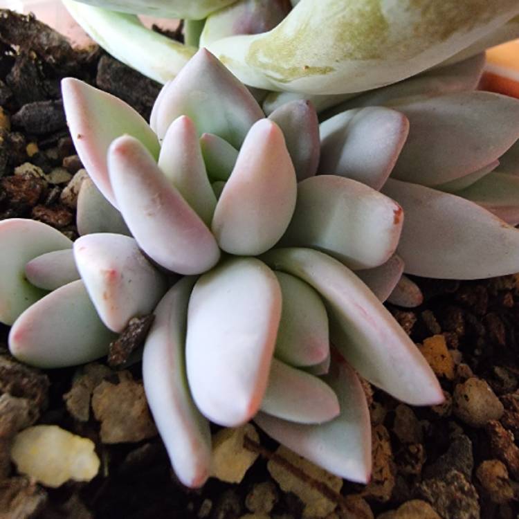 plant image 1477450