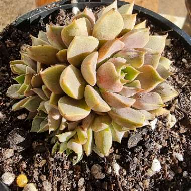 Echeveria Parks Pop Candy